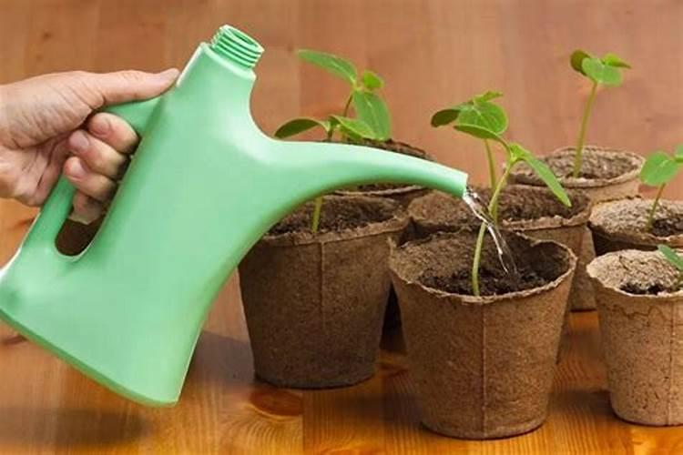 水溶肥的正确使用方法