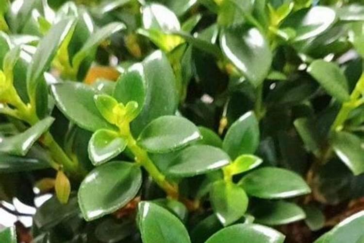 金钱木老桩的种植方法