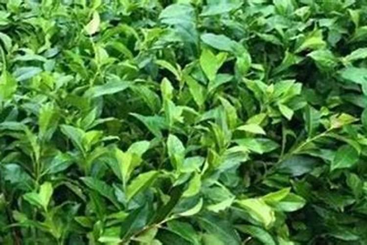 茶叶冬肥用什么肥料好