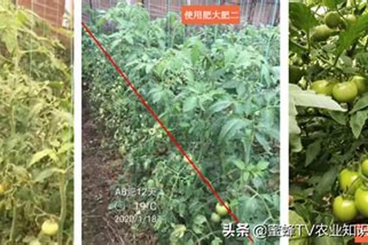 氮肥为主的有机肥是什么肥料