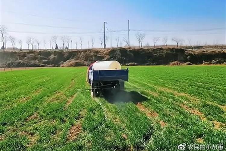种植大白菜可以用黄豆作肥料吗？