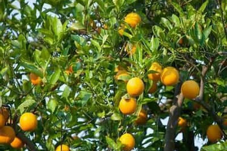 氮肥磷肥钾肥可以同时兑水浇花吗