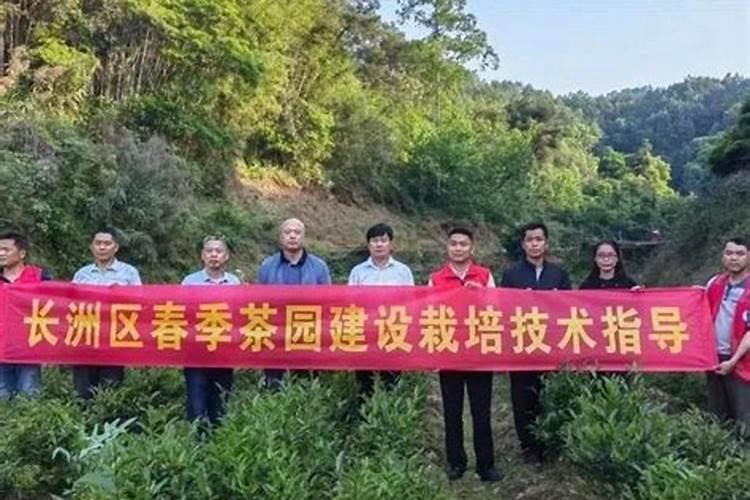 10～20度茶叶喷施叶面肥会加抉生长吗？