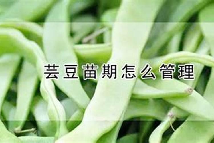 芸豆定植后一般打什么叶面肥