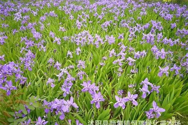 番茄喜肥吗 喜欢施什么肥料