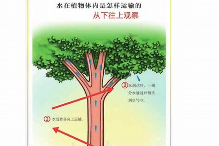 胖大宝是什么