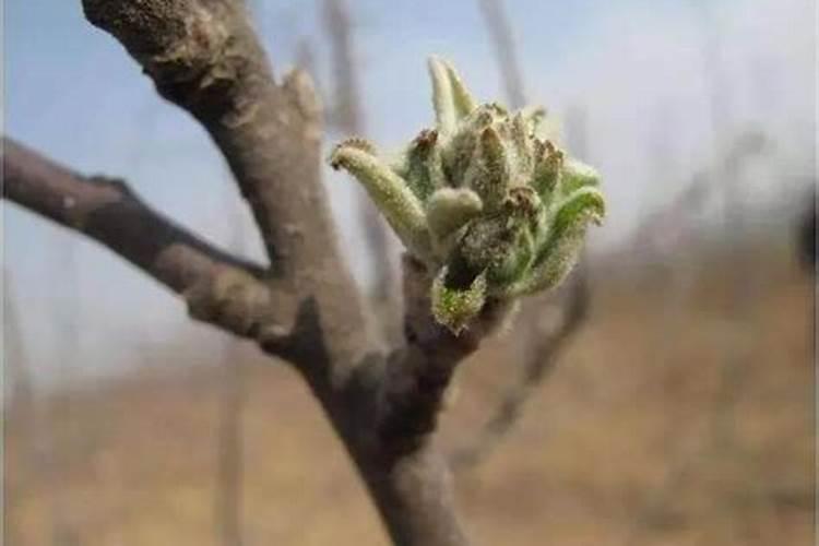 马铃薯需要什么肥？