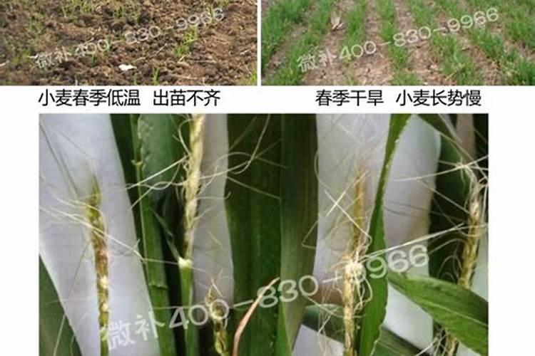 小麦全蚀病用什么药效果好