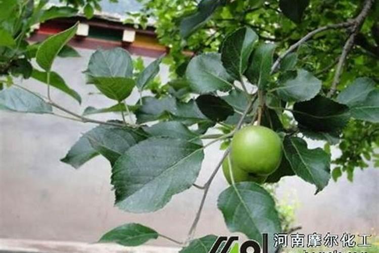 仙人山(山影拳)的养殖养护方法