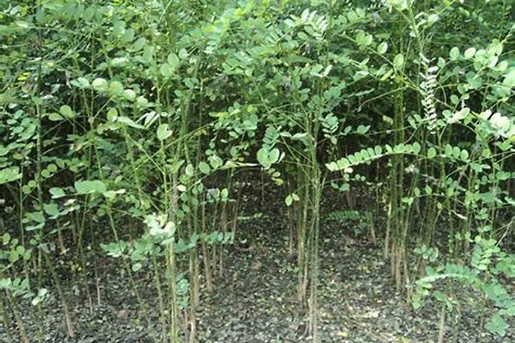 种植指南:蔬菜叶面肥有哪些种类