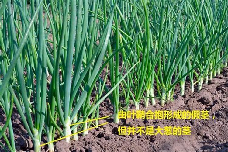 大葱追肥用什么肥料好
