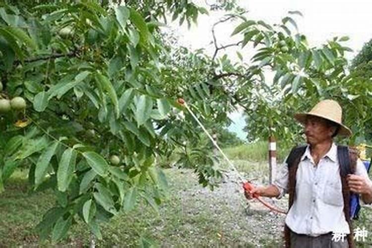 怎样给核桃树叶面喷肥？