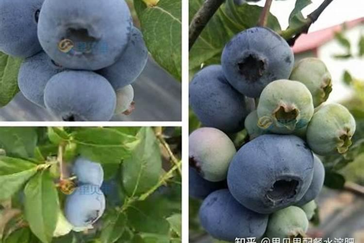 玉米是否应该冲施钾肥呢？