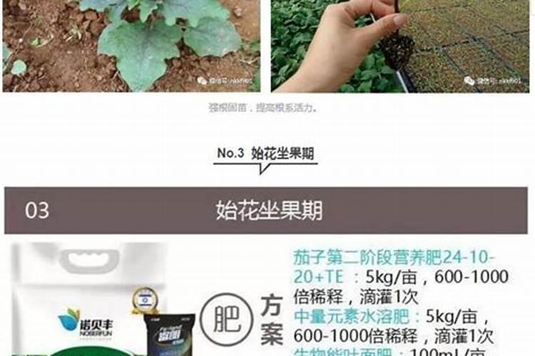 设施番茄水肥一体化栽培模式是怎样的？如何操作？