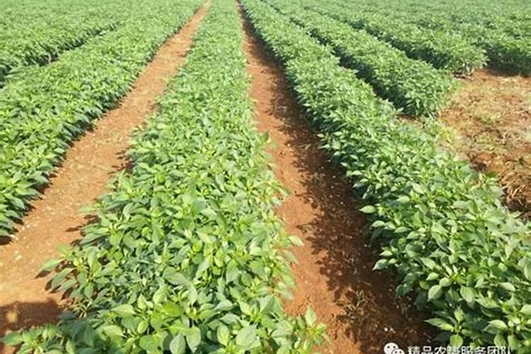 香瓜用什么肥比较好