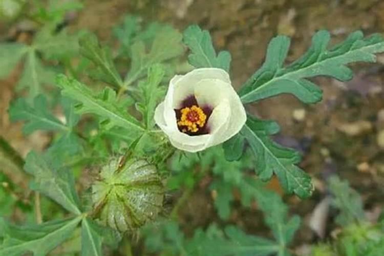 芝麻什么时间施肥最好 芝麻什么时候施肥