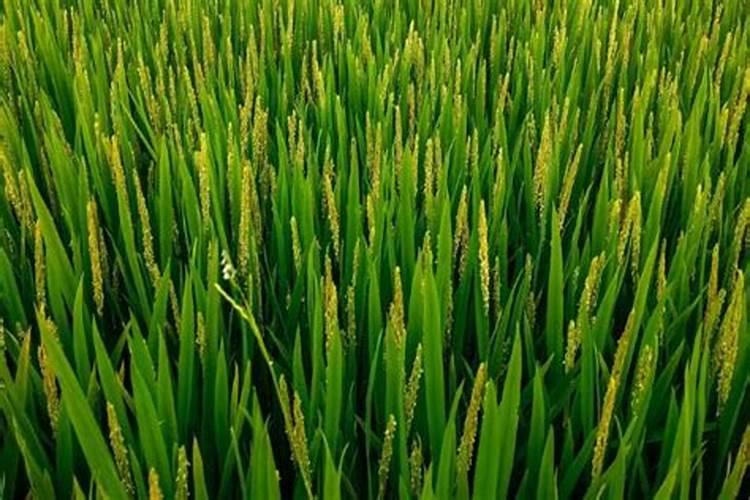 大蒜春节后怎样施肥
