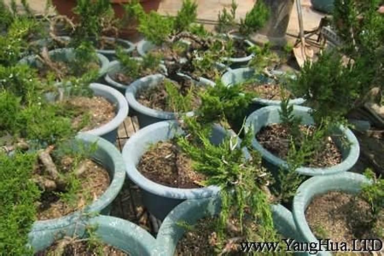 谁能帮我找一下关于绿植养护的知识？