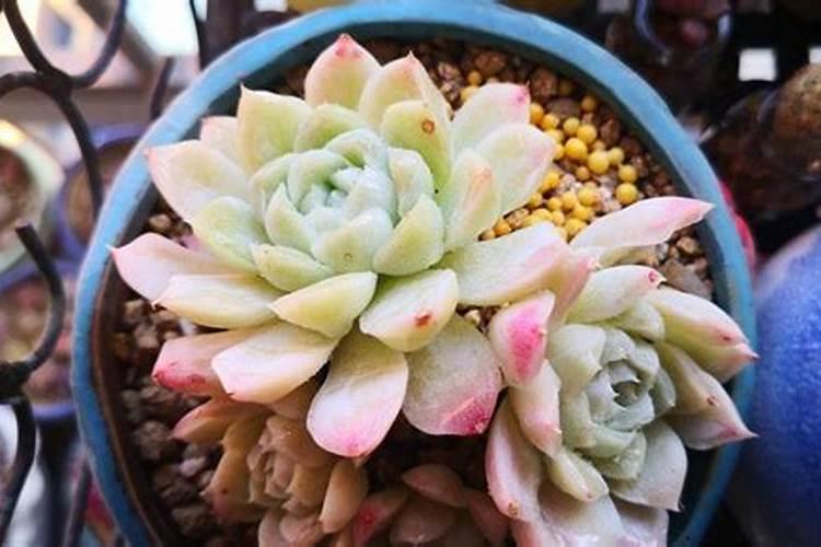 小麦播种机能播化肥吗(小麦底肥是撒施好还是机器播种好)