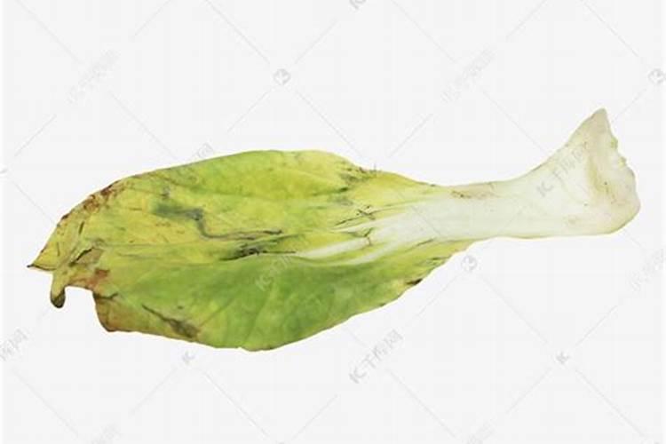 烂菜叶能当肥料使吗？这一点千万要注意