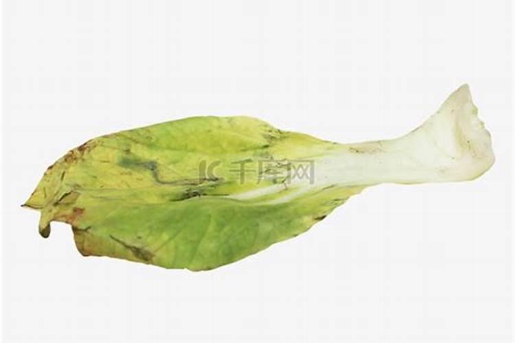 烂菜叶如何发酵做肥料