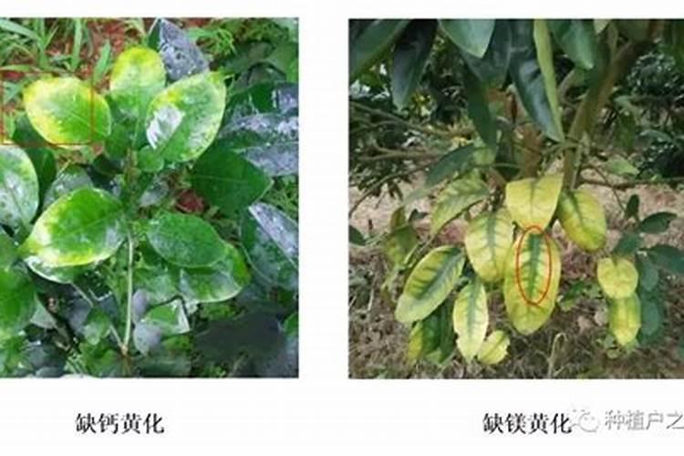 果树氮素过多会出现哪些症状？怎样防治？