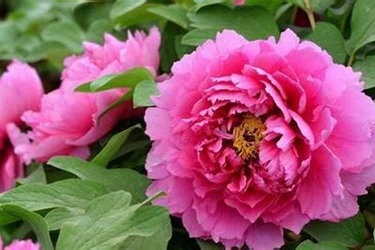 牡丹花能直接喷施叶面肥吗