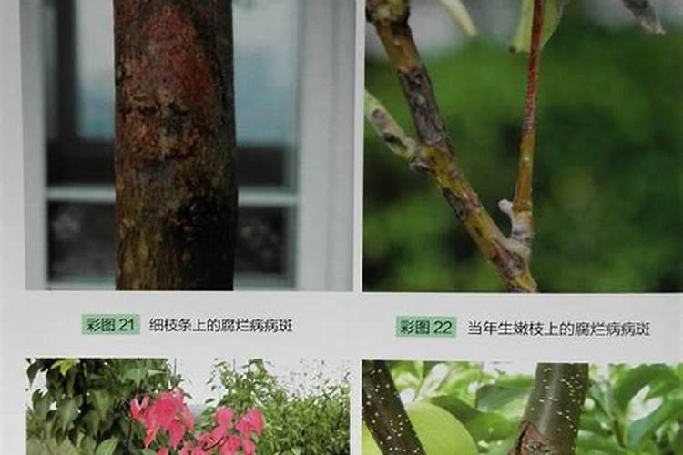 水稻施磷肥有什么作用