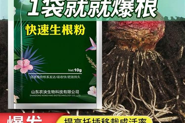 扦插的枝条怎么处理才能生根？