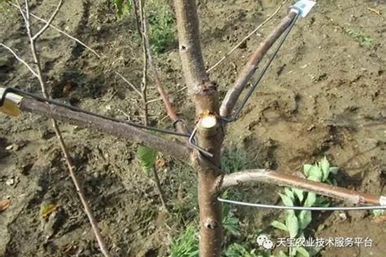 多肉植物施什么肥最好