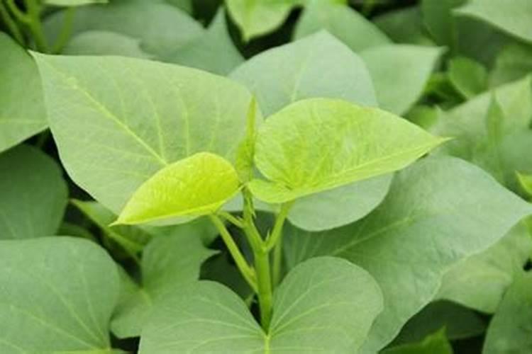 红薯苗喷什么叶面肥生长快,红薯苗什么时候种植好