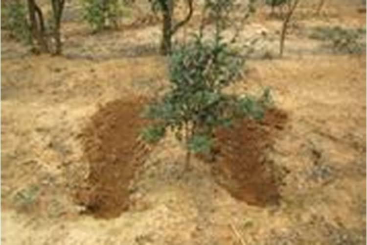 油茶树施什么肥长得快