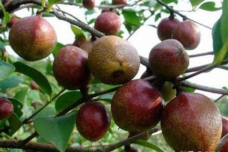 花生叶面肥用什么高产 什么时候施肥好