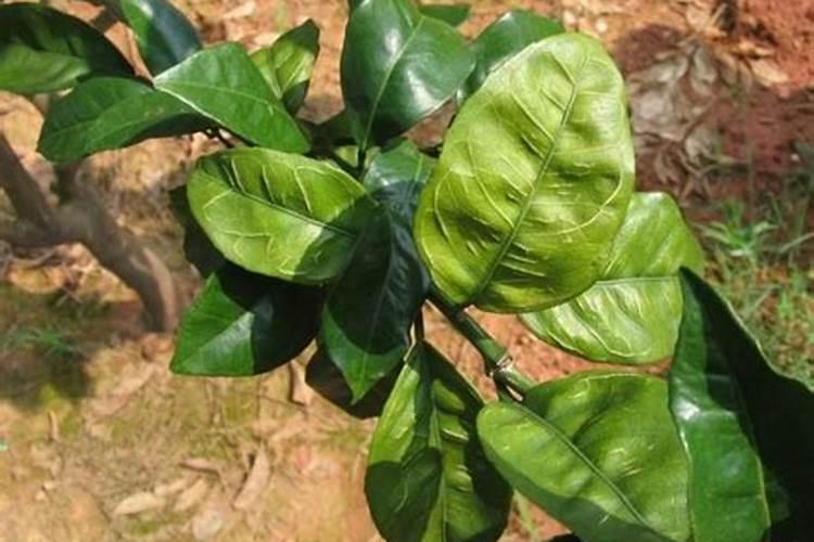 培养基几天后观察出现菌落或变色是什么原因引起的？