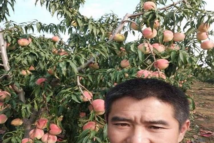 果树冲施肥的使用方法,使用果树冲施肥要注意什么？