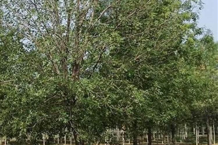 烟草氮肥过多怎么补救？
