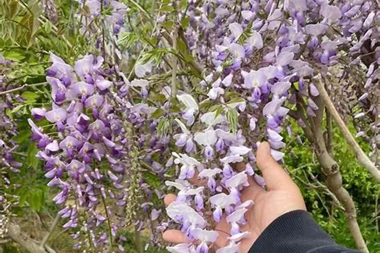 我现在买了一棵紫藤树种植施肥用什么？