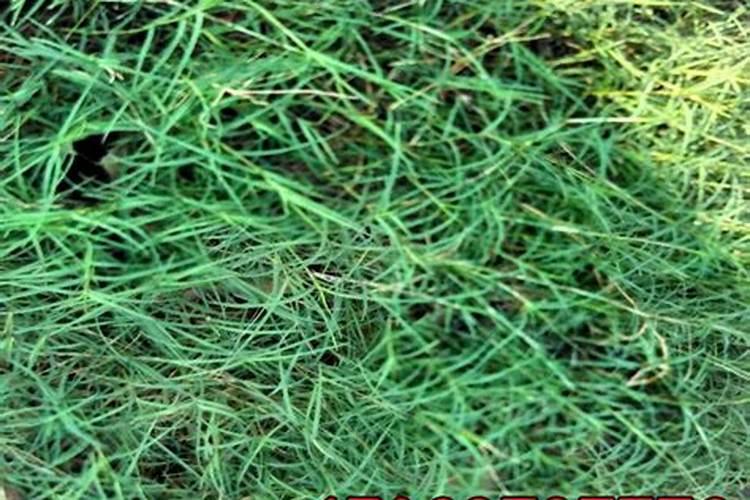 水溶肥的正确使用方法？