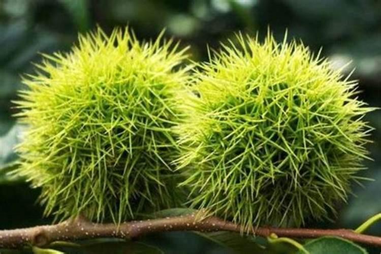 板栗采摘后怎样管理