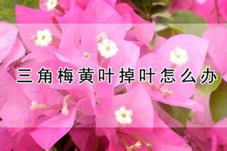 三角梅施什么肥最好？