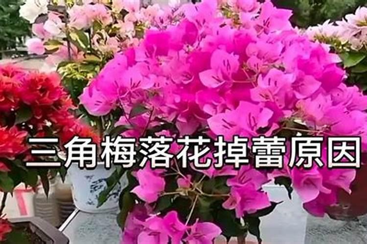 三角梅黄叶,原来是用错了肥,什么才是三角梅的专用肥？