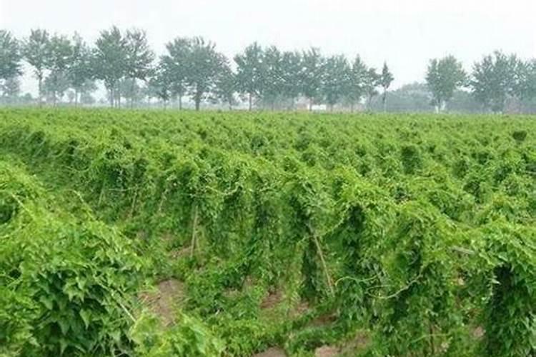 麻山药什么时候施肥最好