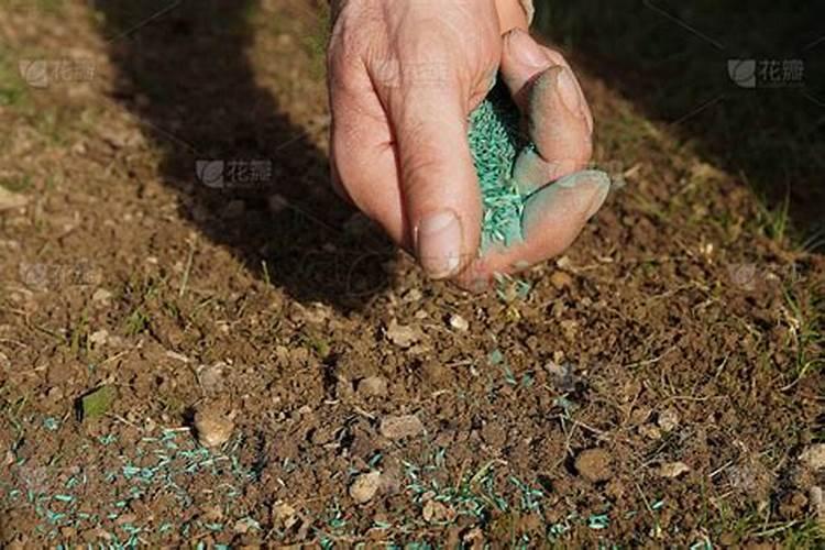 播种草籽每亩需要多少肥料？