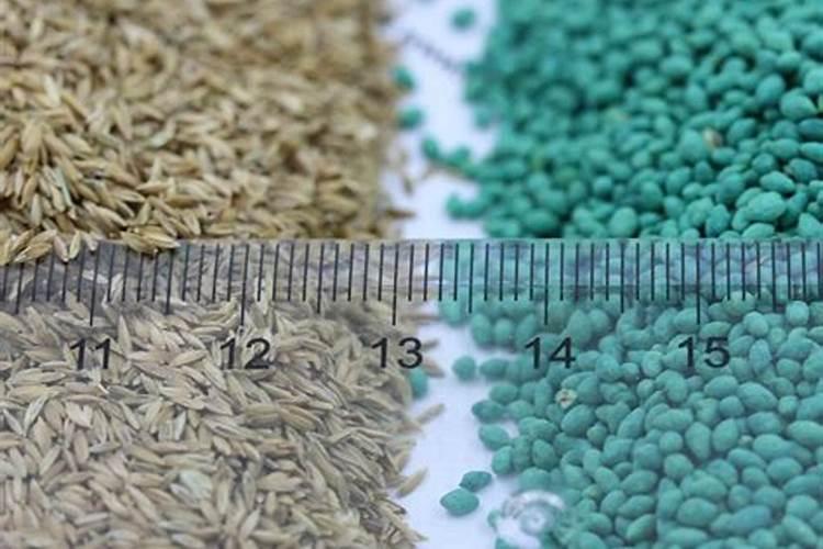 草籽用什么化肥长得快