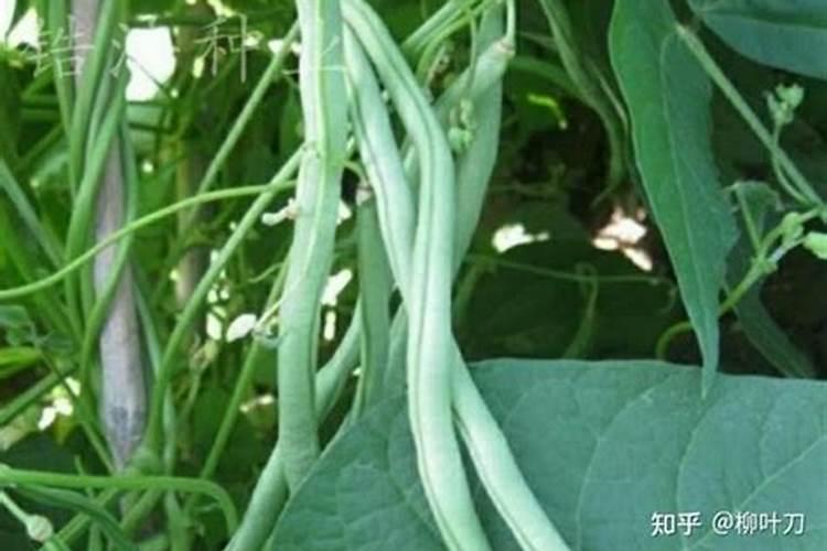 兰屿肉桂的养殖方法和注意事项