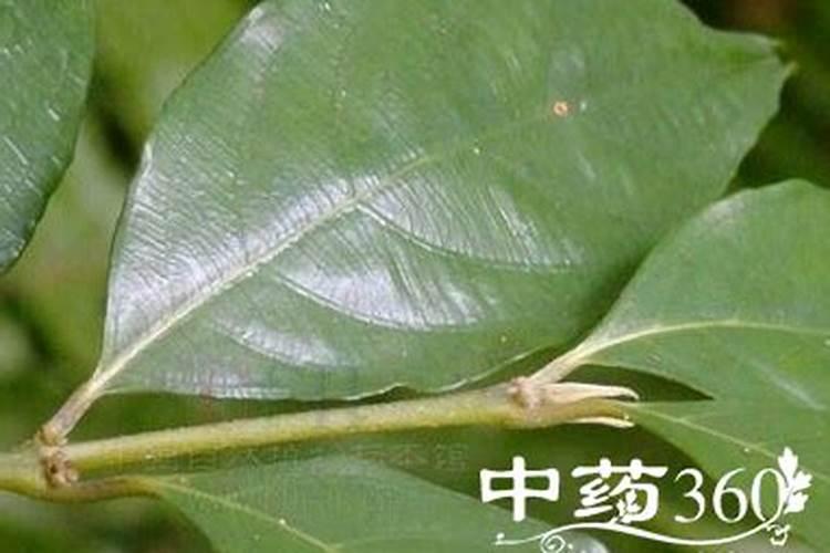 果树叶面肥喷施时间、喷施方法及其用量