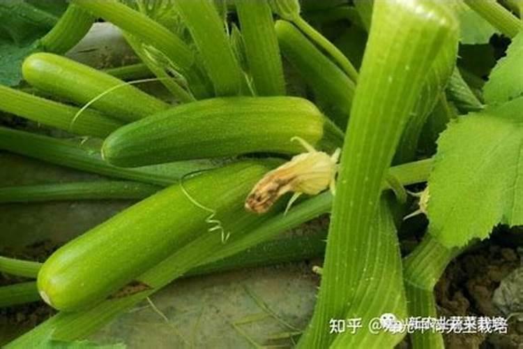 西葫芦坐果诀窍