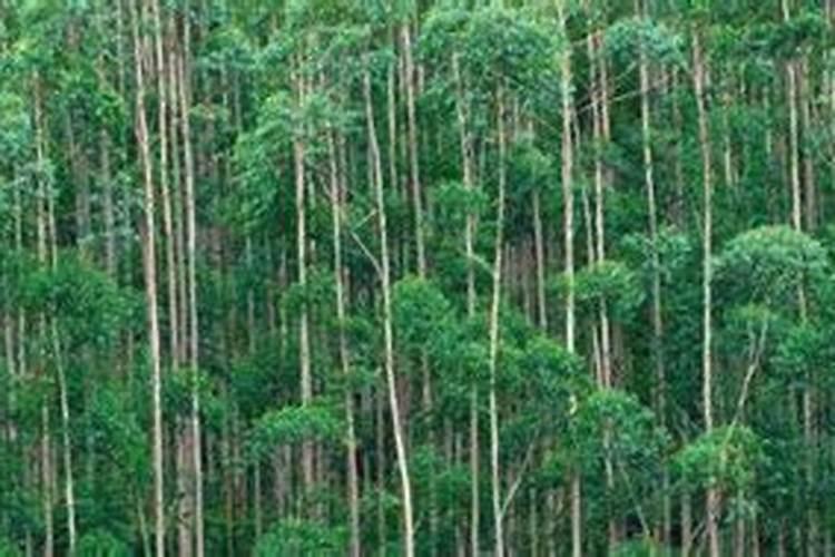 菠萝种植施肥的正确方法是怎样的