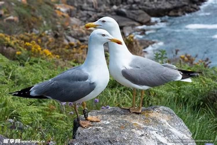 生石花夏天怎么养