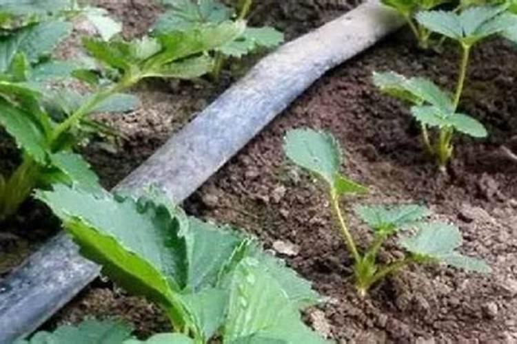 草莓生根养根用什么肥